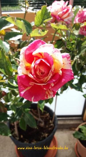 Rosen Gelee3